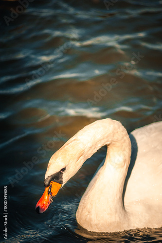 White swan swimming on blue water with ducks in background