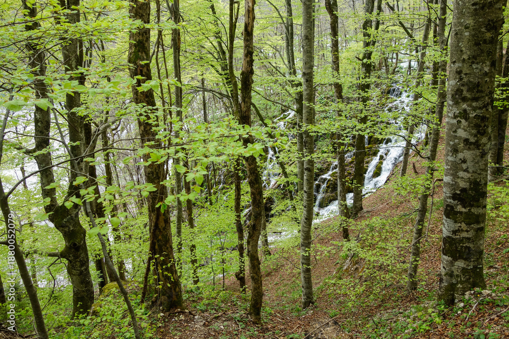 Naklejka premium green forest in spring at Plitvice Lakes National Park, in Croatia
