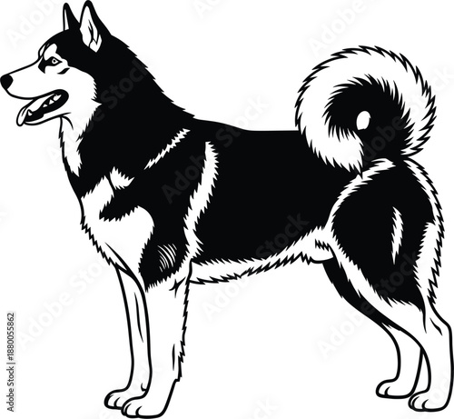 Siberian Husky or Alaskan Malamute dog silhouette vector illustration standing in profile with curled tail for northern breed sled dog concepts.
