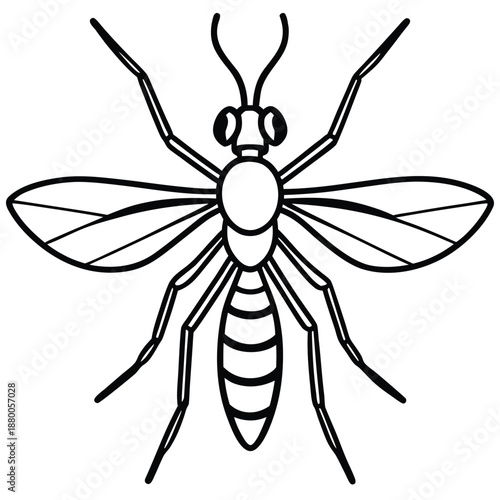 mosquito isolated on white