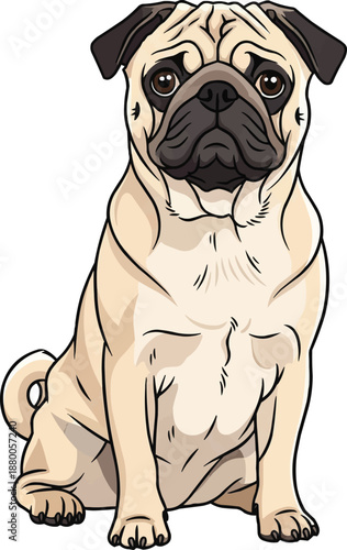 Pug dog sitting attentive facing front cute pose