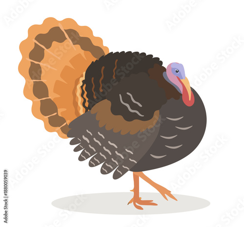 Turkey cartoon vector illustration. Farm bird, cute animal isolated on white background. Poultry clip art.