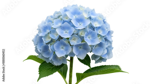 Cuadro en lienzo Beautiful blue hydrangea flower isolated PNG on transparent background, delicate