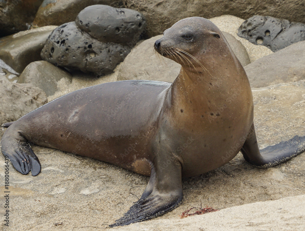 Fototapeta premium Single sea lion resting on rocky shore along the coast, natural wildlife portrait.