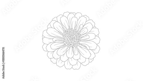 Detailed zinnia flower outline illustration on white background.