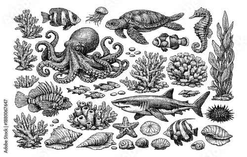Intricate marine life engravings featuring octopus, turtle, and shark among coral and sea creatures