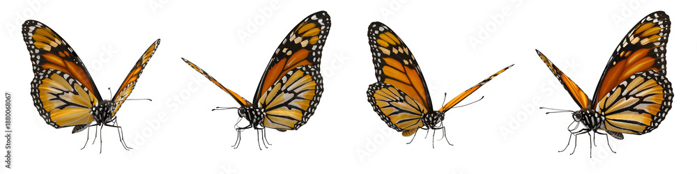Fototapeta premium Three monarch butterflies flying isolated on transparent background