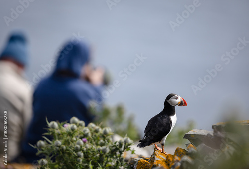 atlantic puffin or common puffin