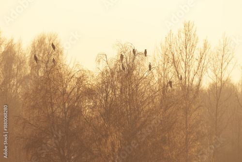 Golden Reeds by the Water at Sunset, Poland