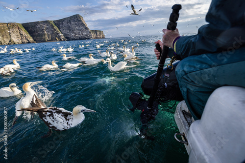 gannets on a boat