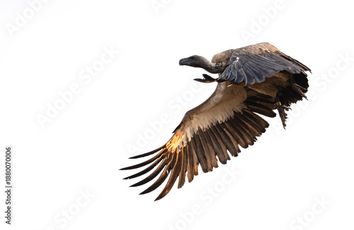 vulture