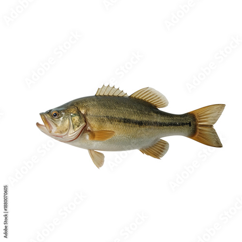 Large Bass Fish Swimming in Clear Water Showing Details of Fins and Scales Du...