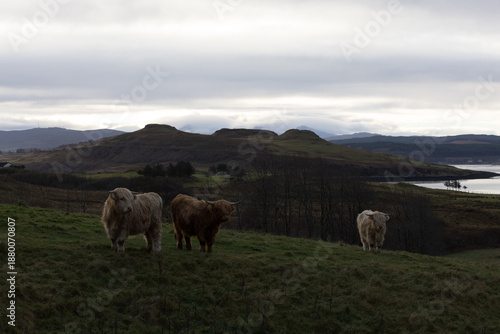 Highland Cows, Isle of Skye