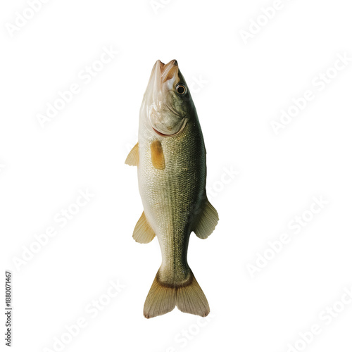 Freshwater Fish With Mouth Open on White Background Showing Details of Scales...
