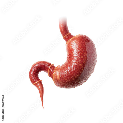 Image Showing a Close-Up of a Human Stomach Model in Red Color Hanging Agains...