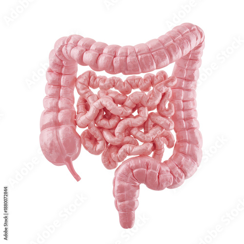 Detailed View of Human Intestines With Emphasis on Anatomy and Structure