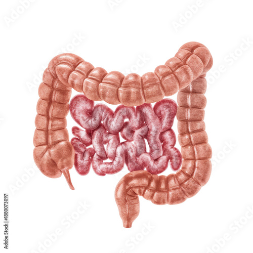 Human Digestive System Model Shows Intestine Structure and Layout in Detail f...