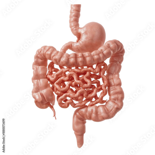 Human Digestive System Model Showing Details of Intestines and Anatomy in a S...