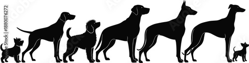 Dog Breed Silhouette Icons Set Featuring Diverse Sizes and Shapes for Identification, Comparison, and Educational Design