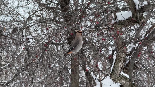 Un jaseur boréal est perché sur les branches d'un arbre enneigé en hiver, au Québec, Canada.