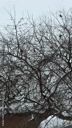Un jaseur boréal est perché sur les branches d'un arbre enneigé en hiver, au Québec, Canada.