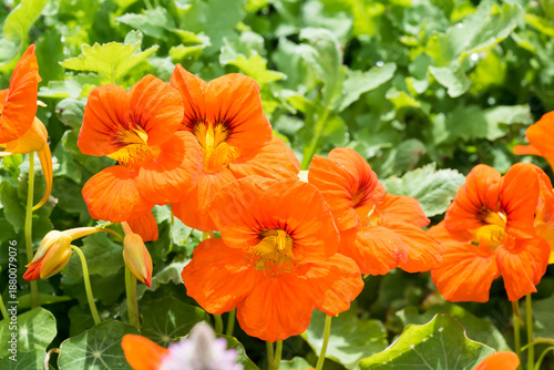 Beautiful garden nasturtium (Tropaeolum majus) flowers.