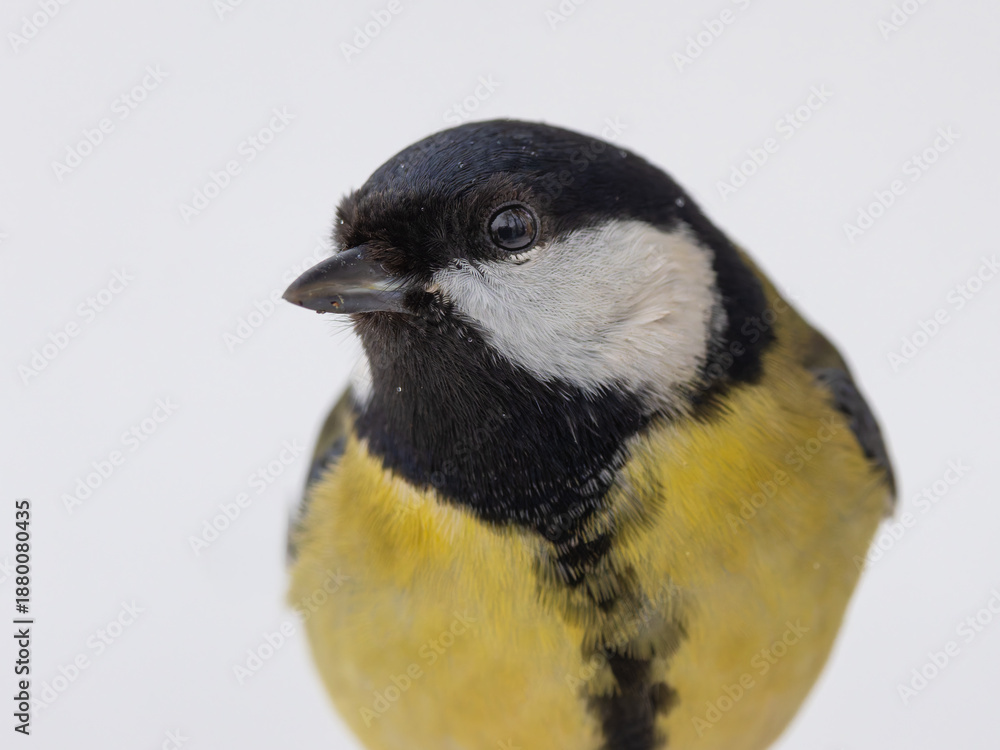 Obraz premium Portrait picture of a great tit
