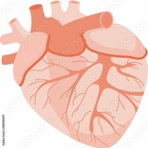 Anatomical illustration of a human heart with major vessels and chambers