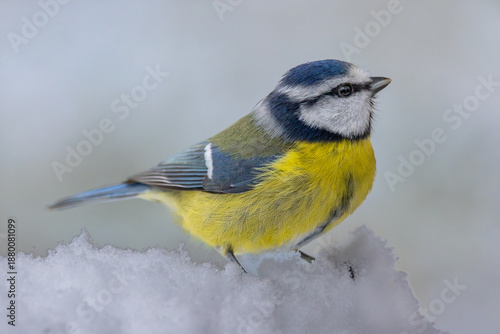 Fotografie Winter picture of a blue tit in the snow