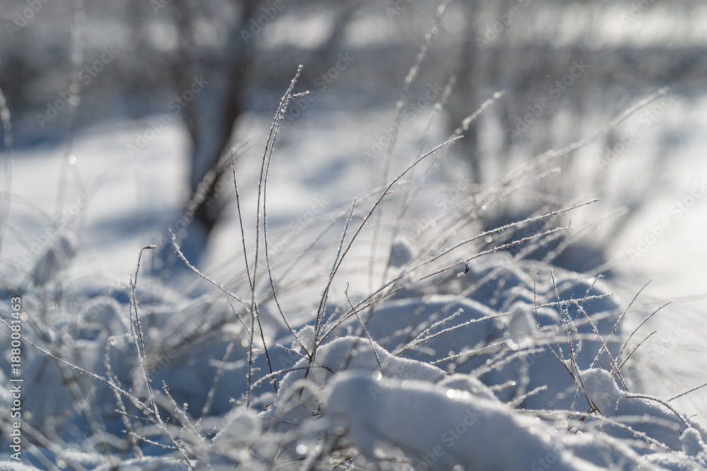 Obraz premium Frozen peaceful dawn, Quiet morning covered in frost reflects tranquil winter scenery, Silent winter daybreak featuring icy accents and subdued colors creating calmness