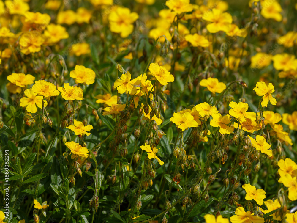 Obraz premium Yellow flax ( Latin- Linum flavum ) is a species of perennial herbaceous plants of the genus Flax of the family Flaxaceae