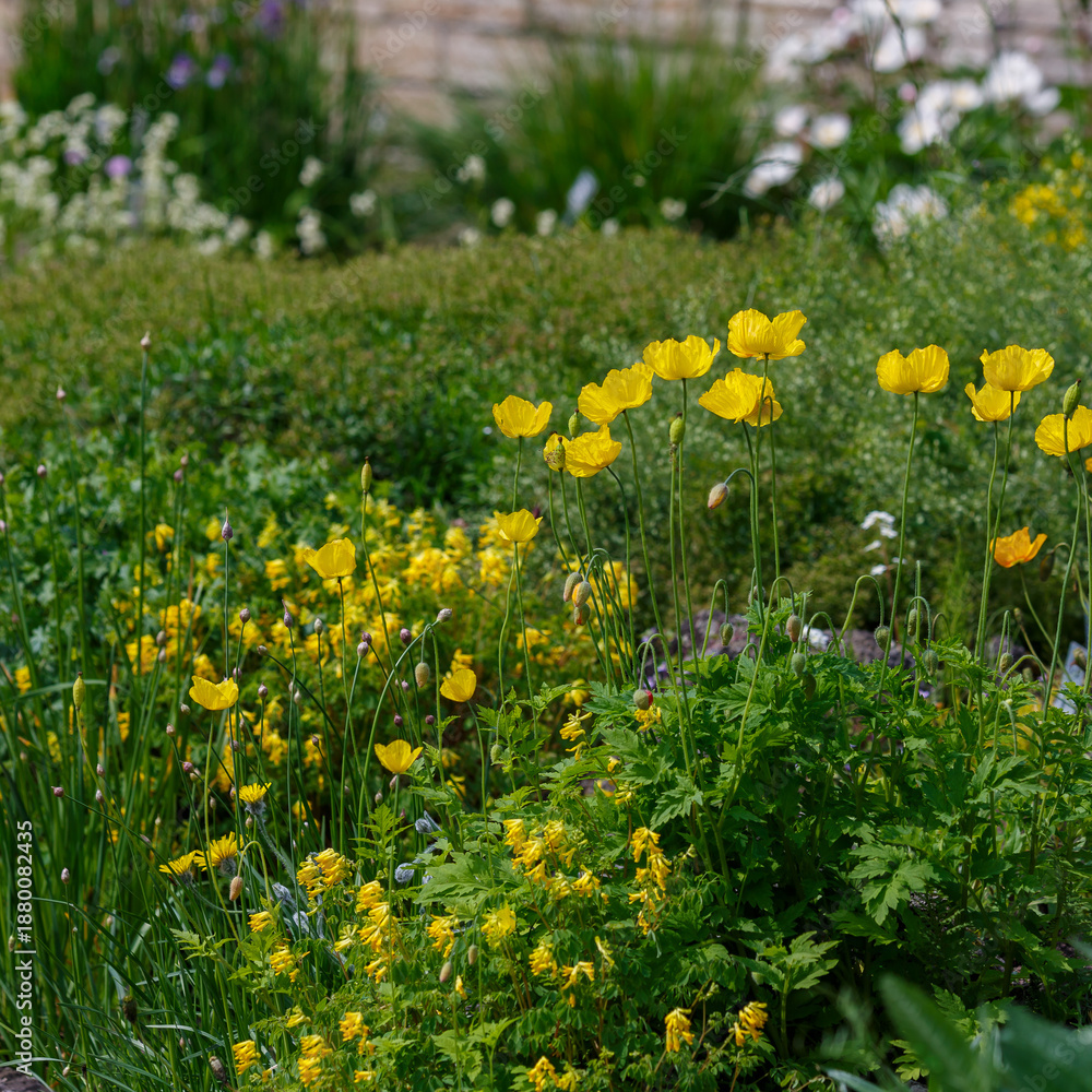 Obraz premium Meconopsis cambrica is a genus of perennial herbaceous plants of the Poppy family