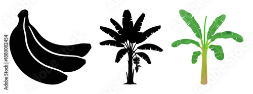 Banana fruit and tree illustration