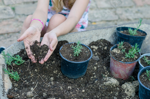 hands planting green plant into flower pot
