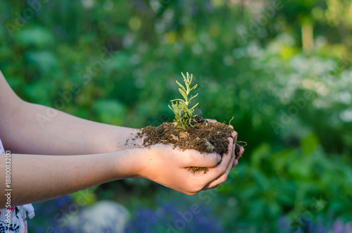 new life, spring, green plant in soil in hands