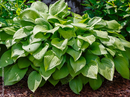 Billede på lærred Hosta - an ornamental plant for landscaping park and garden design