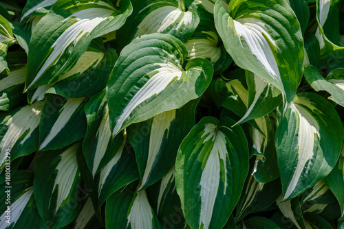 Quadro su tela Hosta Night Before Christmas in a shady garden