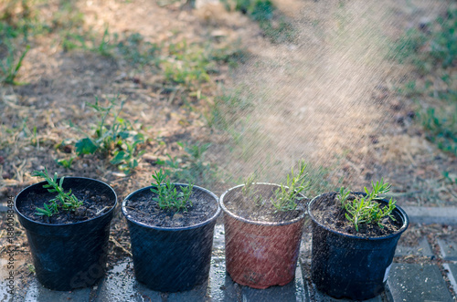watering flowers in flower pot, water spray