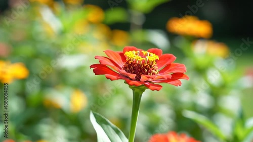 Closeup of a vibrant red zinnia flower in full bloom with a blurred garden background.
