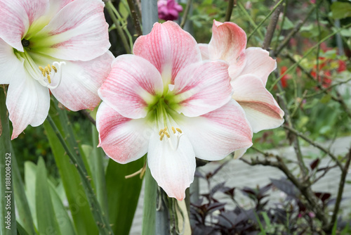 Beautiful Amaryllis flower in the park.