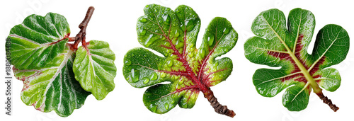 fresh green leaves with red veins isolated on white background, natural botany texture concept.