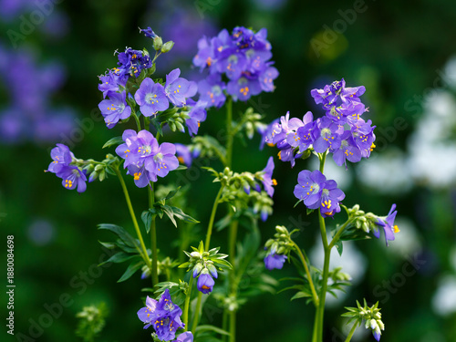Foto Polemonium azureum ( Latin- Polemonium caeruleum , obsolete version Polemonium c