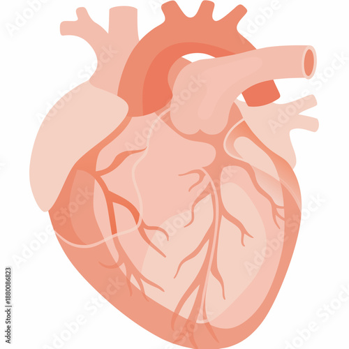An anatomical illustration of a human heart with major vessels depicted