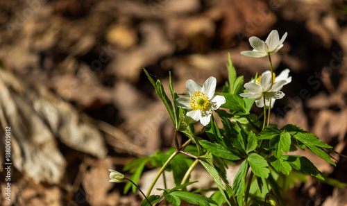 Fotografie Anemonoides nemorosa, the arboreal anemone, is an early spring flowering plant o