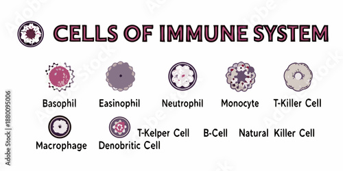 Visual guide to various cells within the human immune system illustrated
