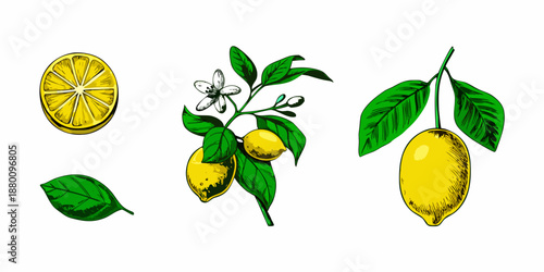 A botanical illustration showcasing lemons lemon slices blossoms and vibrant green leaves