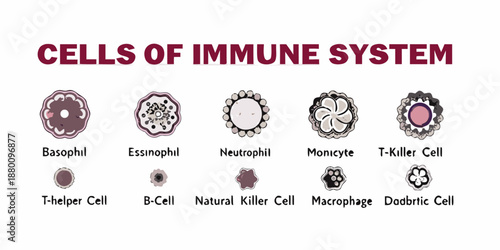 Illustrative depiction of various cells within the human immune system