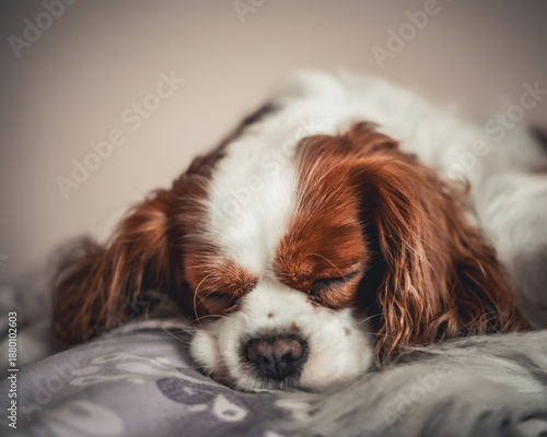 Billede på lærred cavalier king charles spaniel