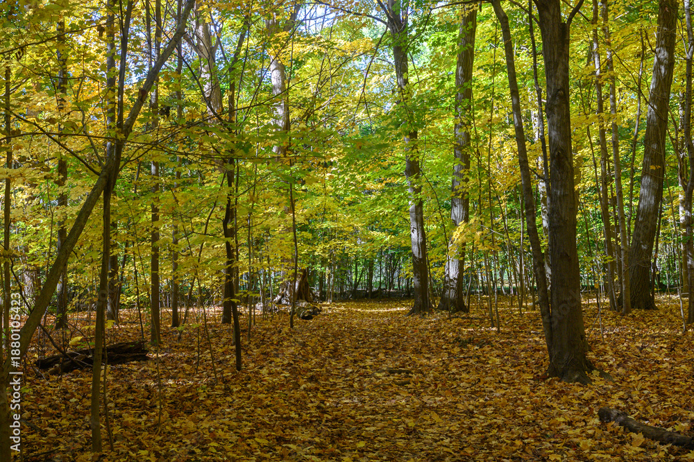 Fototapeta premium Etienne Brule Park forest path showing autumn leaves