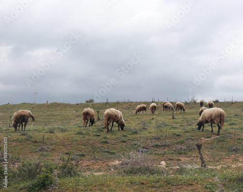 Flock of sheep grazing in rural landscape of Bulgaria
